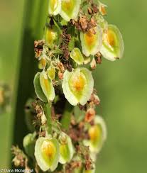Attēlu rezultāti vaicājumam “Rheum rhabarbarum flower”