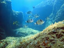 Image result for Diplodus vulgaris