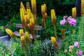 Image result for Steppenkerze