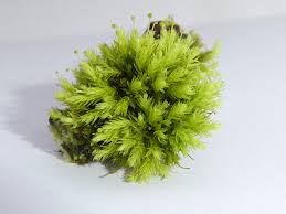 Attēlu rezultāti vaicājumam “Aulacomnium androgynum sporophyte”