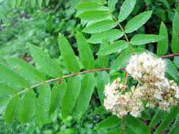 Attēlu rezultāti vaicājumam “Sorbus aucuparia flower”