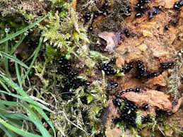 Attēlu rezultāti vaicājumam “Stemonitis fusca plasmodium”