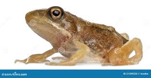 Attēlu rezultāti vaicājumam “Rana temporaria adult”