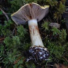 Attēlu rezultāti vaicājumam “Phellinus ferruginosus”