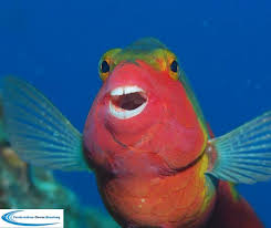 Image result for Sparisoma cretense