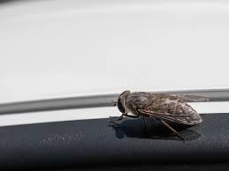 Attēlu rezultāti vaicājumam “Tabanidae”