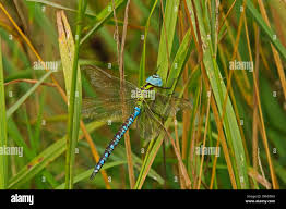 Attēlu rezultāti vaicājumam “Aeshna viridis”