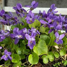 Image result for Veilchen