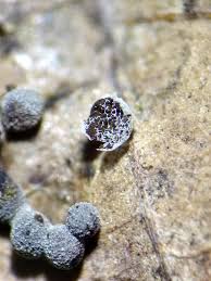 Attēlu rezultāti vaicājumam “Badhamia foliicola spores”