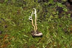 Attēlu rezultāti vaicājumam “Cordyceps farinosa”