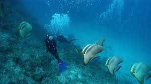 Image result for Deep and Wide Diving