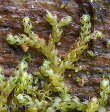 Attēlu rezultāti vaicājumam “Nowellia curvifolia”