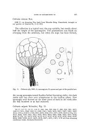 Attēlu rezultāti vaicājumam “Cribraria intricata young”