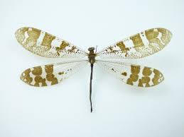 Attēlu rezultāti vaicājumam “Myrmeleontidae imago”