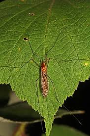 Attēlu rezultāti vaicājumam “Cribraria ferruginea”