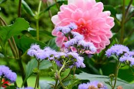 Image result for Leberbalsam