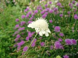 Image result for Scabiosa ochroleuca