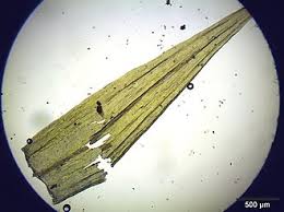 Attēlu rezultāti vaicājumam “Tomentypnum nitens”