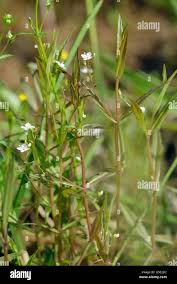 Attēlu rezultāti vaicājumam “Veronica scutellata bud”