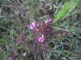 Attēlu rezultāti vaicājumam “Pedicularis palustris flower”