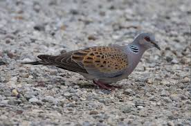 Attēlu rezultāti vaicājumam “Columbiformes”