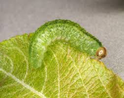 Attēlu rezultāti vaicājumam “Arge ustulata”