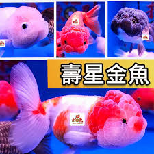 Image result for 金魚