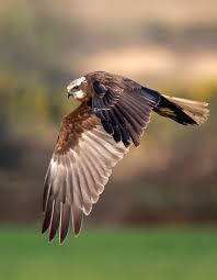 Image result for Pembrokeshire Harriers