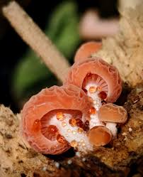 Attēlu rezultāti vaicājumam “Rhodotus palmatus”