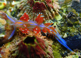 Attēlu rezultāti vaicājumam “Saelania glaucescens”