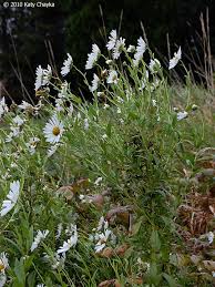 Image result for Leucanthemella serotina