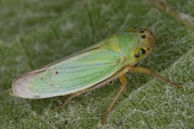 Attēlu rezultāti vaicājumam “Cicadella viridis”