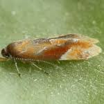 Attēlu rezultāti vaicājumam “Epicallima formosella”