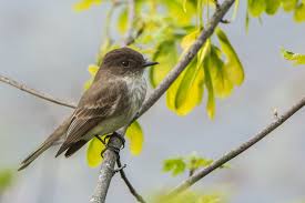 Image result for Sayornis phoebe