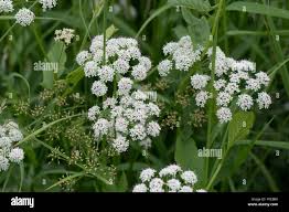Attēlu rezultāti vaicājumam “Aegopodium podagraria flower”