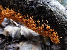 Attēlu rezultāti vaicājumam “Badhamia melanospora”