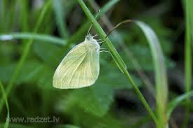 Attēlu rezultāti vaicājumam “Pieris napi”