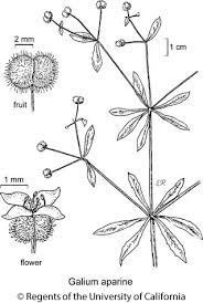 Attēlu rezultāti vaicājumam “Galium aparine fruit”