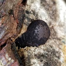 Attēlu rezultāti vaicājumam “Amaurochaete atra”