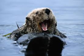 Image result for Otters Old Time Dance Club