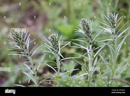 Attēlu rezultāti vaicājumam “Gnaphalium sylvaticum leaf”