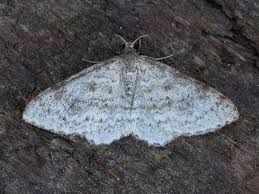 Attēlu rezultāti vaicājumam “Hydrelia sylvata”