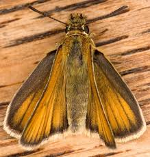 Attēlu rezultāti vaicājumam “Thymelicus lineola underside”