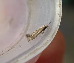 Attēlu rezultāti vaicājumam “Cephaloziella elachista macro”