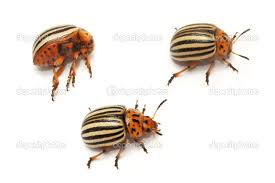 Attēlu rezultāti vaicājumam “Leptinotarsa decemlineata”