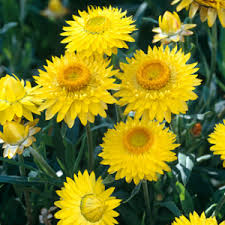 Image result for Helichrysum bracteatum