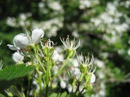 Attēlu rezultāti vaicājumam “Crataegus macracantha flower”