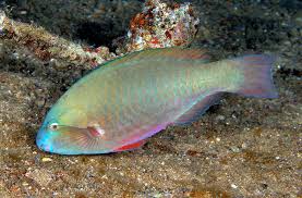 Image result for Scarus psittacus