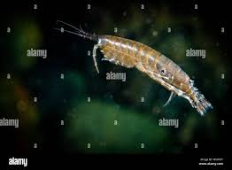 Attēlu rezultāti vaicājumam “Amphipoda”