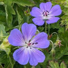 Attēlu rezultāti vaicājumam “Geranium bohemicum”